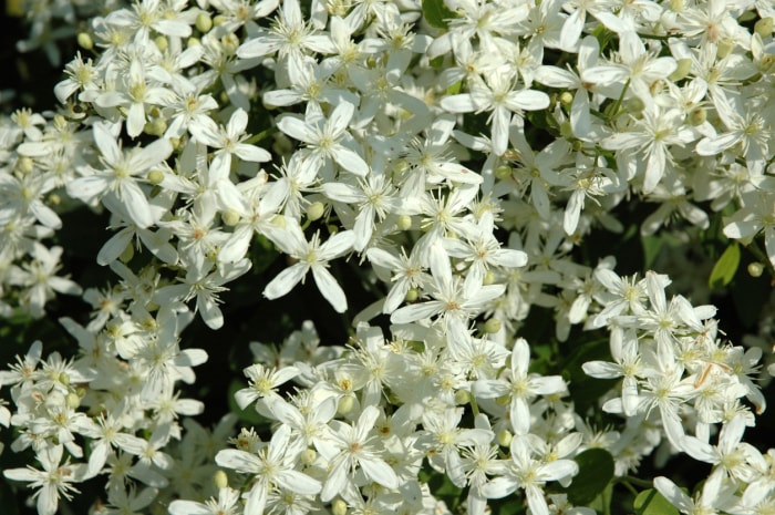 Clématite terniflora 'Sweet Autumn' en floraison à la fin de l'été. Tapis de fleurs blanches en forme d'étoiles de seulement 2,5 cm de diamètre.