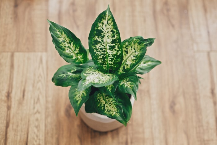 plantes d'intérieur à faible luminosité, canne muette, vue aérienne d'une plante en pot sur un plancher en bois