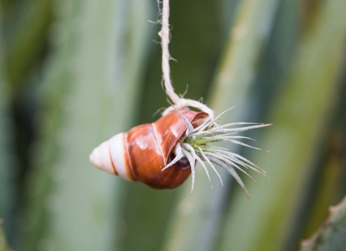 10 plantes d'intérieur tendance qui sont sans danger pour les animaux de compagnie, selon les experts