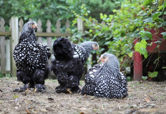 types de poulets