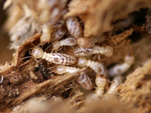 Termites souterraines.