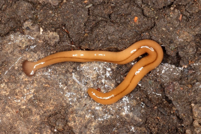 Vue rapprochée d'un ver-marteau Bipalium adventitium sur une surface rocheuse.