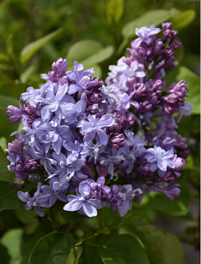 variétés de lilas