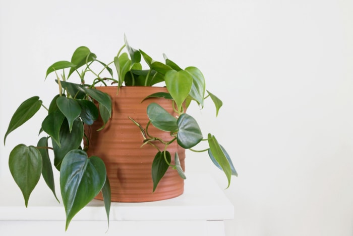 les plantes qui poussent dans l'eau - philodendron à feuilles de cœur