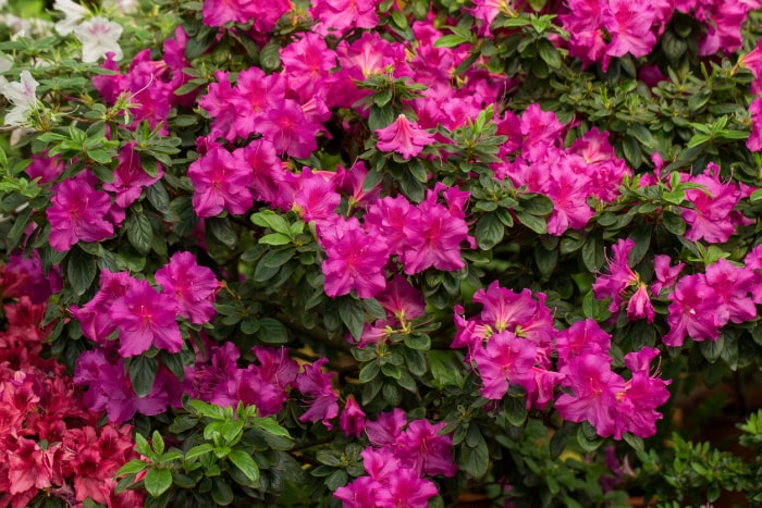 Gros plan d'une plante d'azalée à feuilles persistantes avec des fleurs rose vif. Rhododendron tsutsusi.