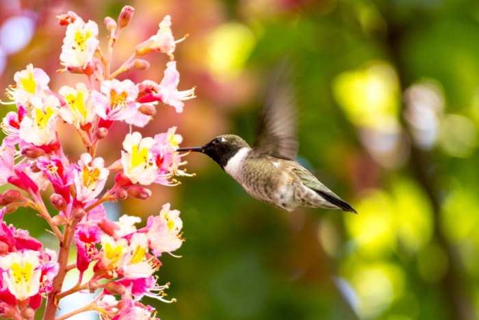 Faits sur les colibris