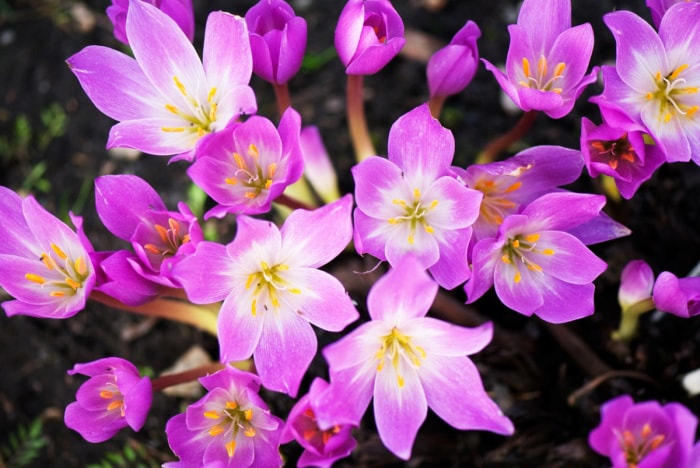 Fleurs violettes