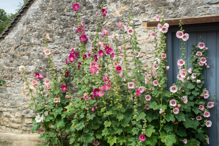 11 fleurs qui donneront à votre jardin une atmosphère de cottage anglais