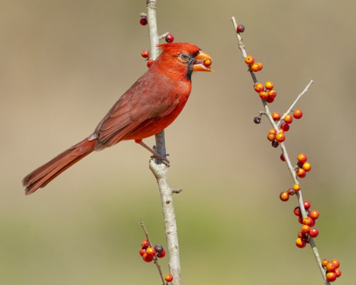 cardinaux fait cardinal du nord mangeant des baies