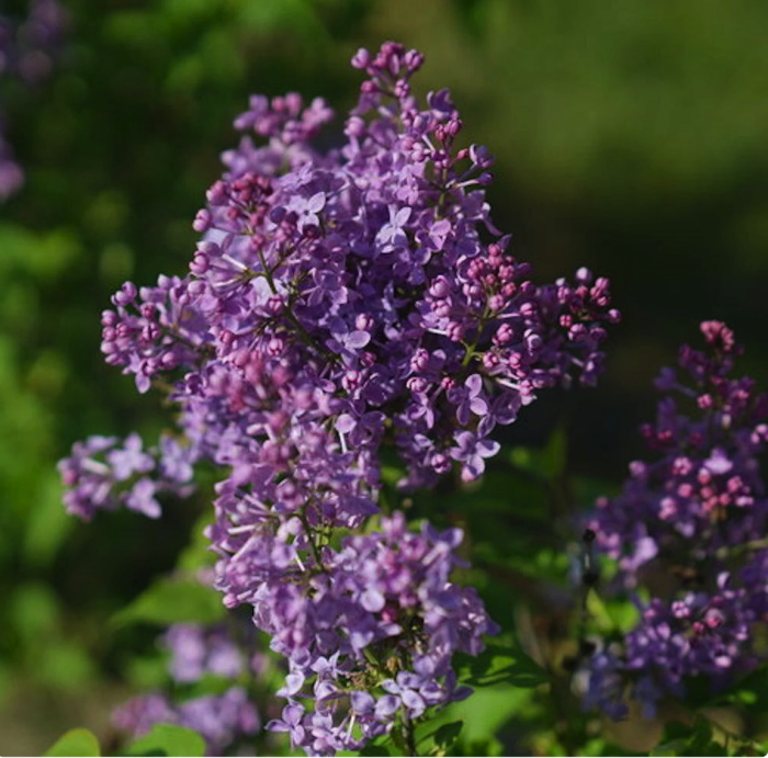 variétés de lilas