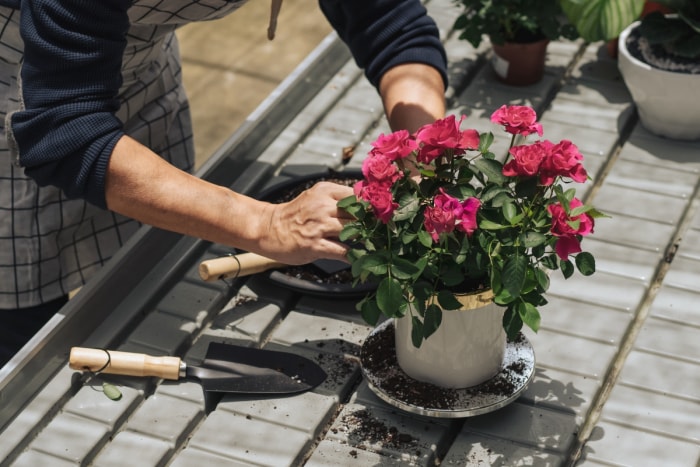 Un jardinier plante une fleur rose dans un récipient blanc.