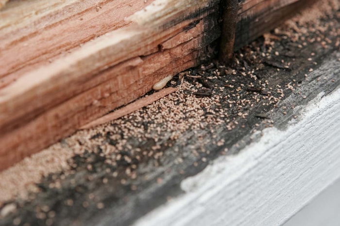 Des crottes de termites mais pas de termites