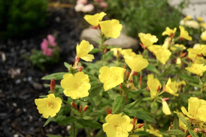 Gros plan sur des plantes vivaces jaunes