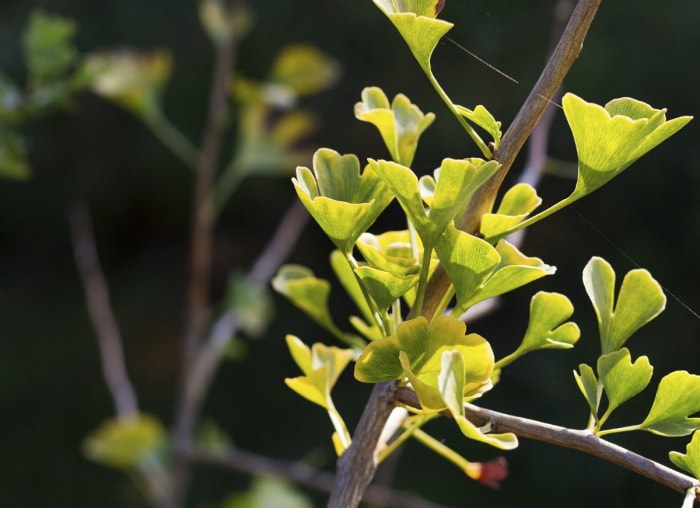 10 arbres qui causent des problèmes dans votre jardin