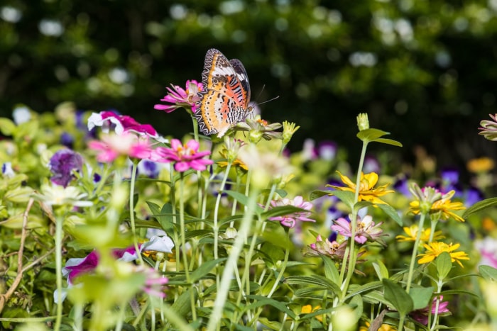 Un papillon assis sur une fleur dans un jardin du chaos à l'extérieur d'une maison.