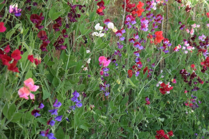 mur de fleurs de pois de senteur en rouge, violet et blanc