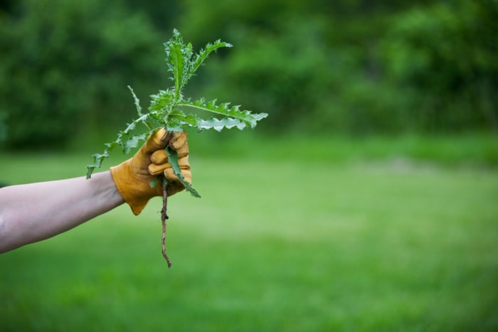 Personne tenant de l'herbe