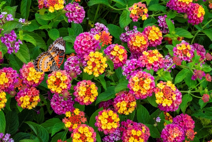 Papillon avec de grandes grappes de fleurs de lantana roses et jaunes.