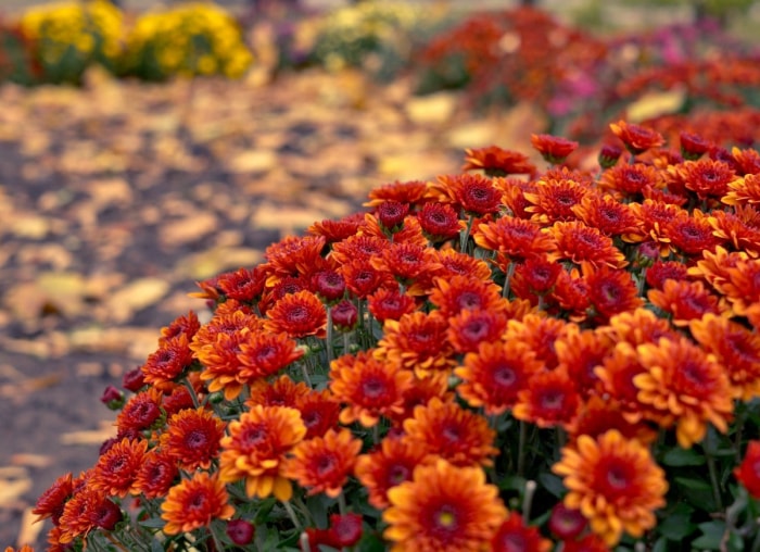 10 fleurs d'automne résistantes au froid