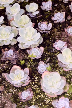 Comment multiplier les plantes succulentes – Faire bourgeonner les plantes succulentes à partir de boutures