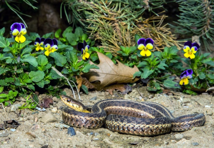 Comment se débarrasser des serpents