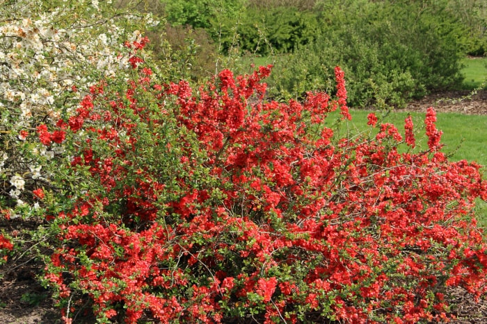 iStock-1369733318 plantes épineuses blanches et rouges Chaenomeles speciosa