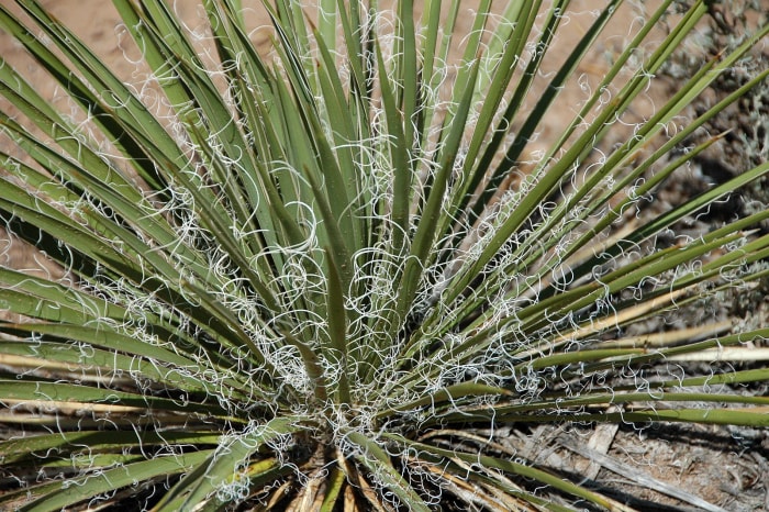 Yucca glauca (yucca glauque) (point de vue du Red Canyon, Colorado National Monument)