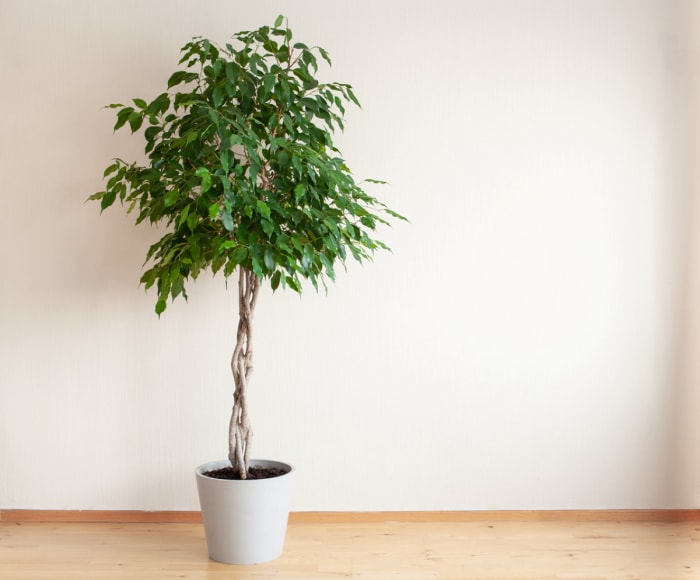 Arbre ficus au tronc tressé