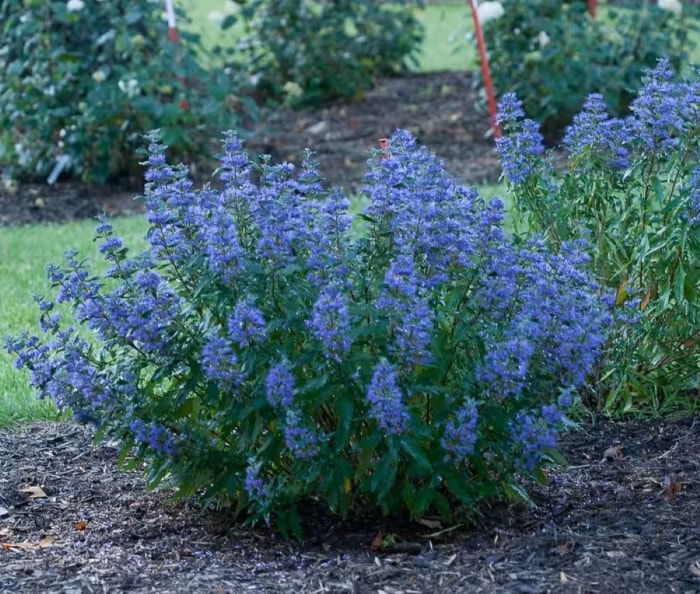 Buisson pourpre de Barbe Bleue