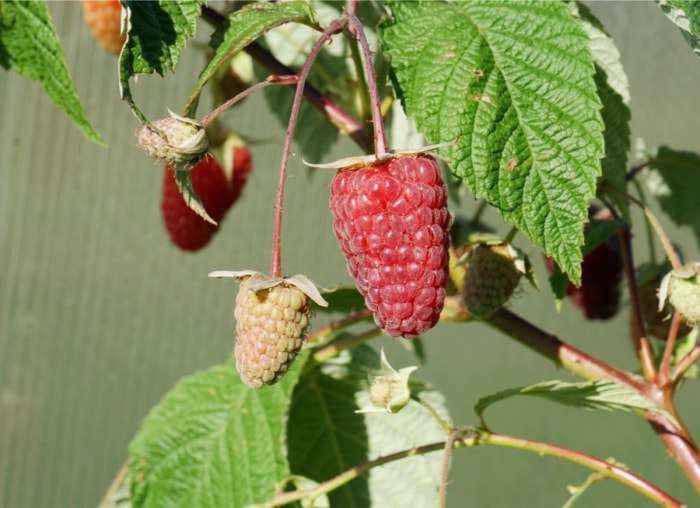 10 conseils pour transformer votre jardin en un incroyable paysage comestible