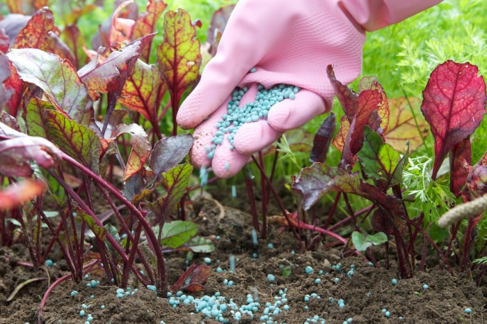 7 erreurs d'engrais commises par la plupart des jardiniers amateurs