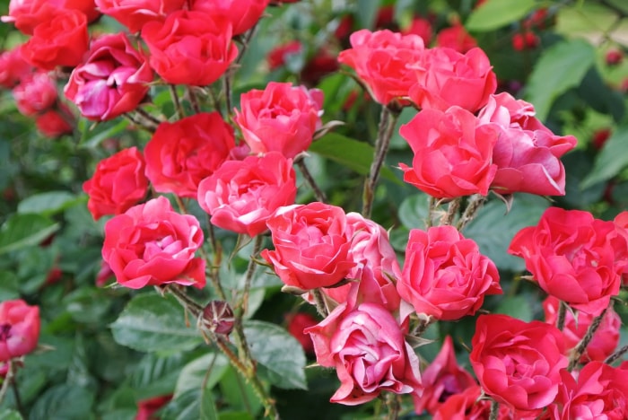 Rosier à fleurs rose vif. 