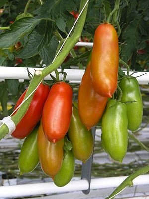 Tomate San-Marzano