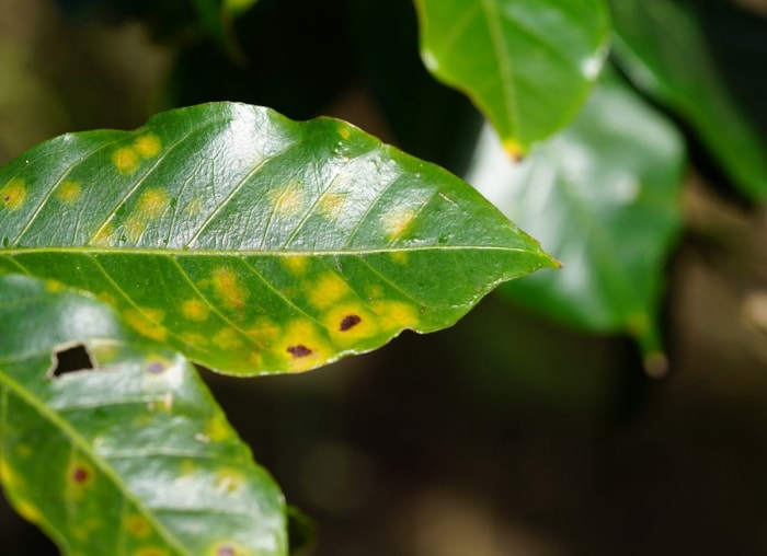 14 symptômes d'une plante d'intérieur malheureuse (et comment les traiter)