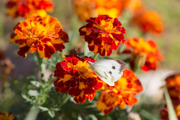 Moth on orange marigold flowers