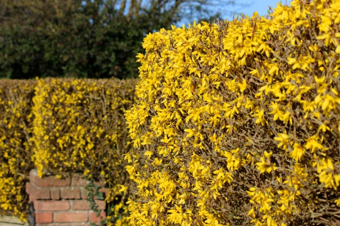 meilleurs arbustes pour le devant de la maison - haie de forsythia jaune