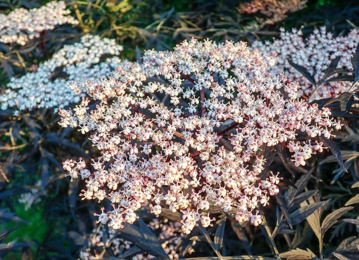 39 plantes que vous allez adorer si vous détestez les travaux de jardinage d'automne