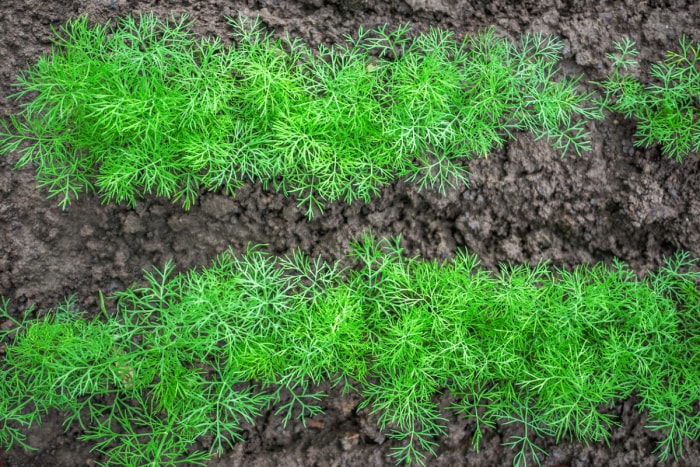 Deux rangées de plants d'aneth dans le jardin.