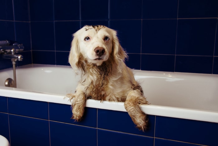 CHIEN SALE EN COURS DE BAIN. CHIOT TERRIER DANS UNE BAIGNOIRE BLEUE AVEC LES PATTES QUI PENDENT SUR LE BORD.