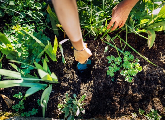 10 conseils pour transformer votre jardin en un incroyable paysage comestible