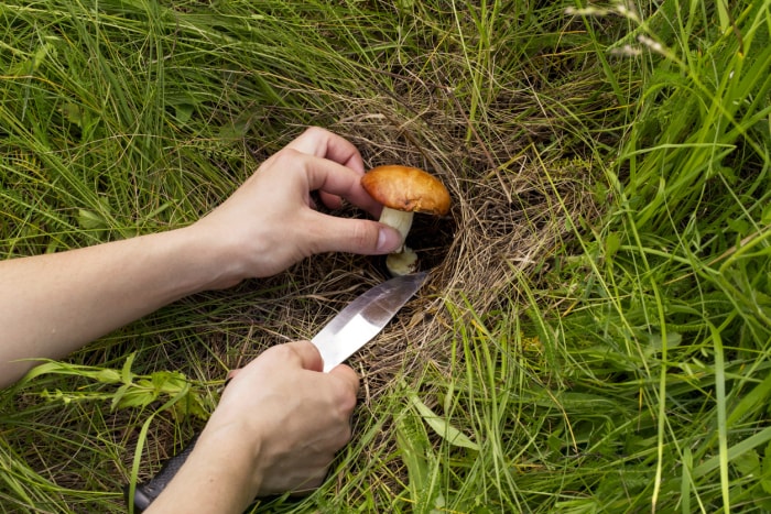 Champignons dans la pelouse Retirez chaque champignon à sa base