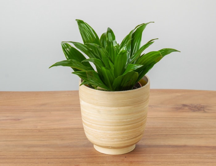 Petite plante Dracaena en pot