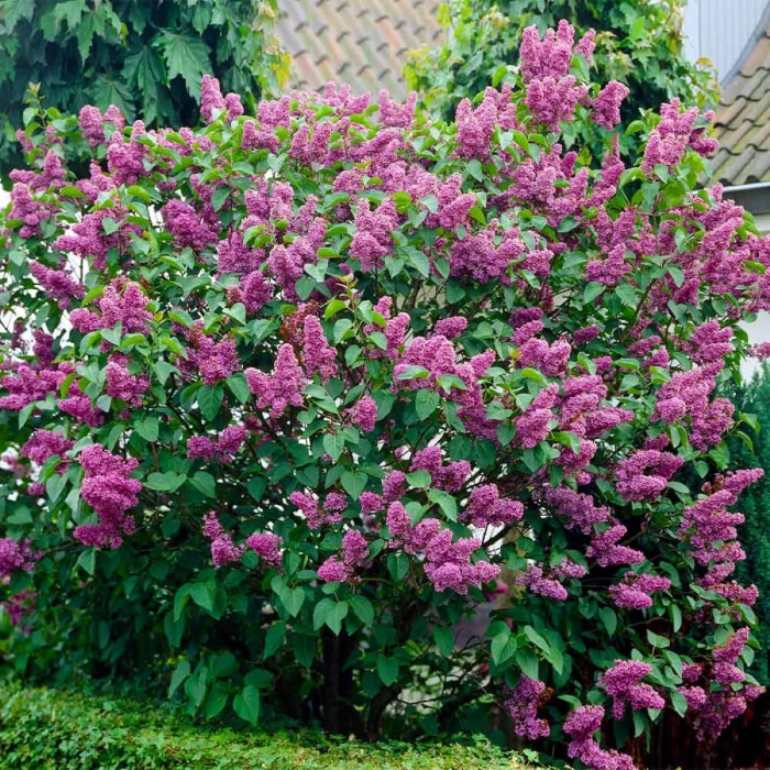 Buisson à fleurs violettes