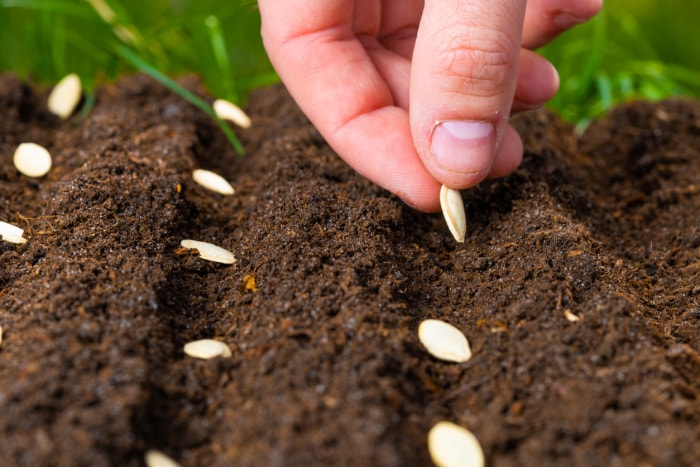 iStock-1459660990 Jardin des Trois Sœurs Gros plan d'un homme plantant des graines de courge.