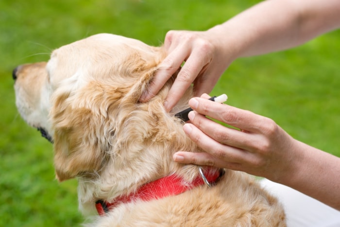 quand est la saison des tiques - enlever une tique sur un chien en or