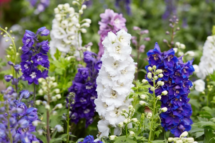 Grandes fleurs de delphinium.