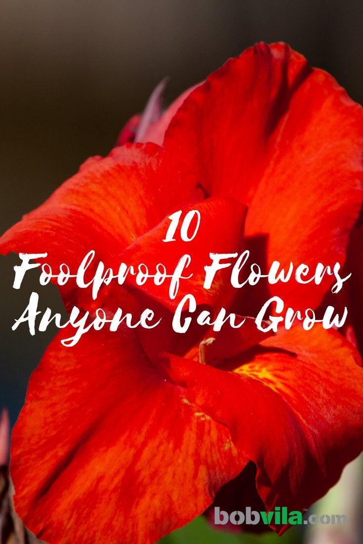 10 fleurs infaillibles que tout le monde peut cultiver