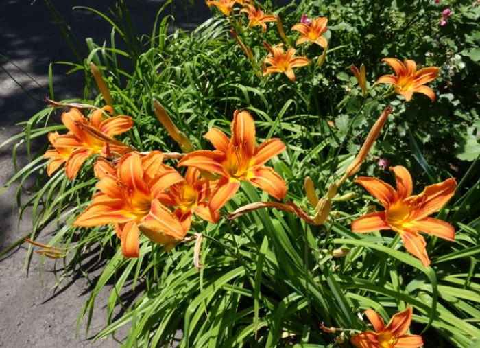 fleurs à l'ancienne