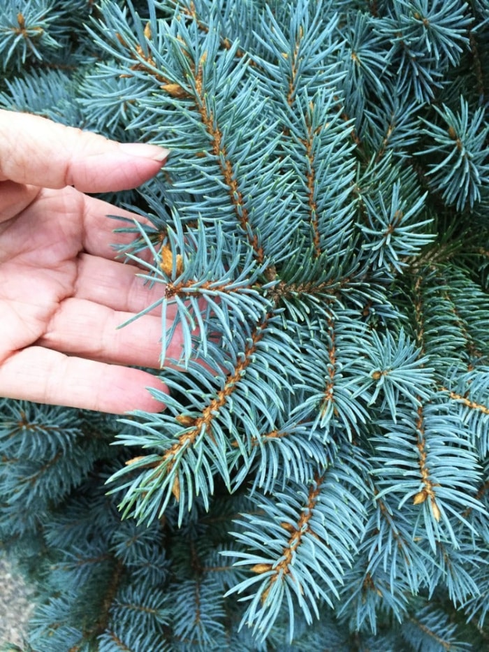 Les nuisibles qui pourraient se cacher dans votre sapin de Noël et comment s'en débarrasser