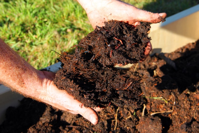 Compost de fumier de cheval et vers dans les mains